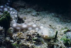 On a Cozumel night dive, this Sharp Tipped Eel posed for ... by Al Figley 